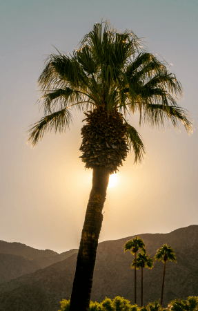 Palm tree