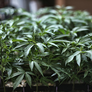 Marijuana grows at an indoor cannabis farm.